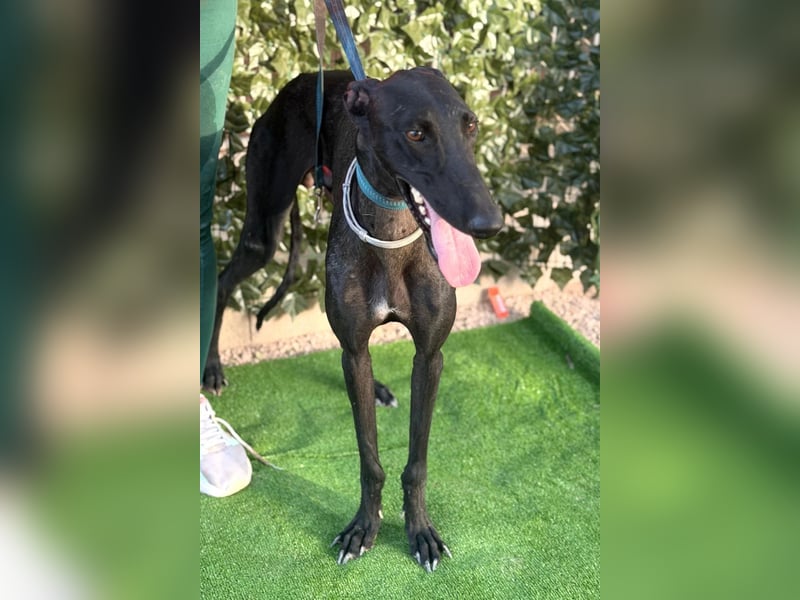 Cayetano - freundlicher, sanfter Galgo / z.Zt. noch in Spanien