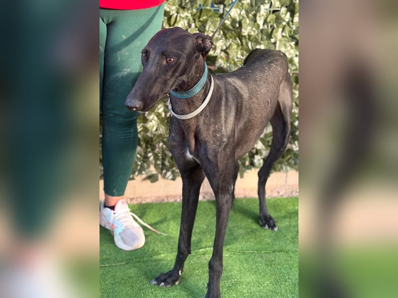 Cayetano - freundlicher, sanfter Galgo / z.Zt. noch in Spanien
