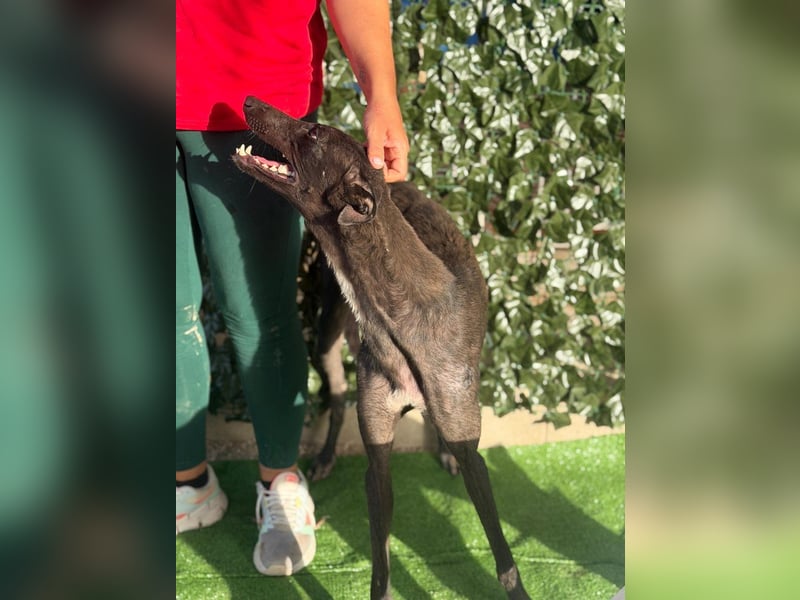 Atenea - hübsche, sanfte Galga / z.Zt. in Spanien