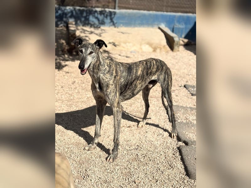Faraón - lieber, sanfter Galgo sucht seine Chance