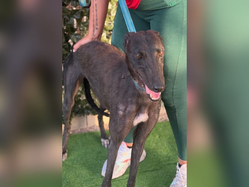 Atenea - hübsche, sanfte Galga / z.Zt. in Spanien