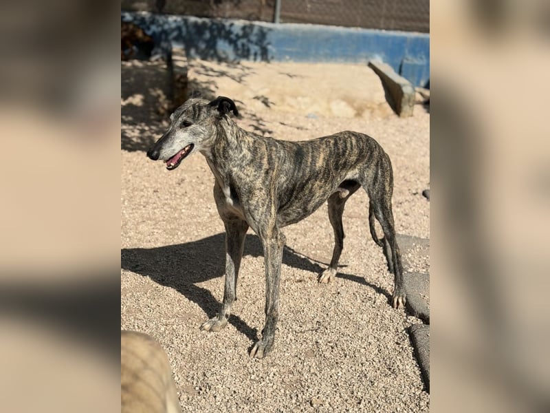 Faraón - lieber, sanfter Galgo sucht seine Chance