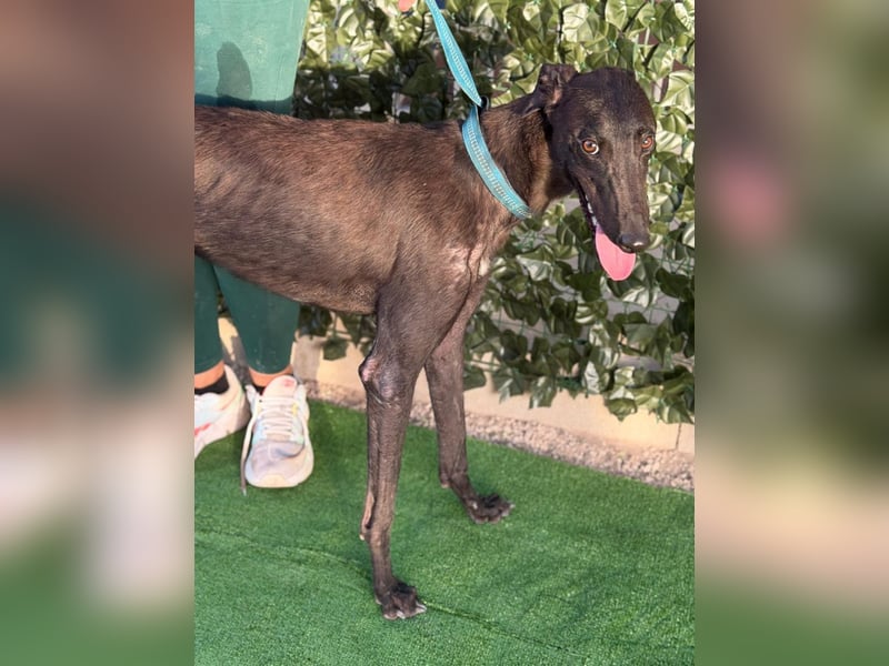 Atenea - hübsche, sanfte Galga / z.Zt. in Spanien