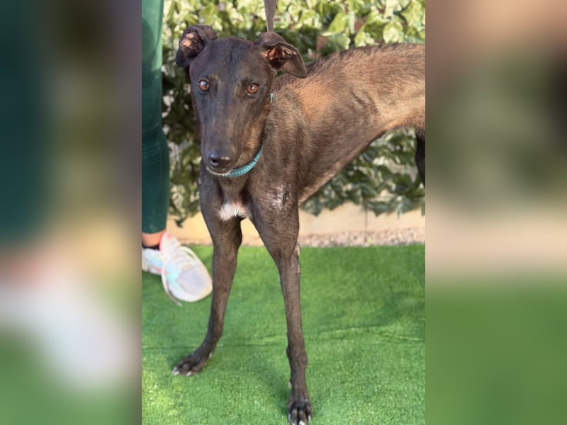 Atenea - hübsche, sanfte Galga / z.Zt. in Spanien