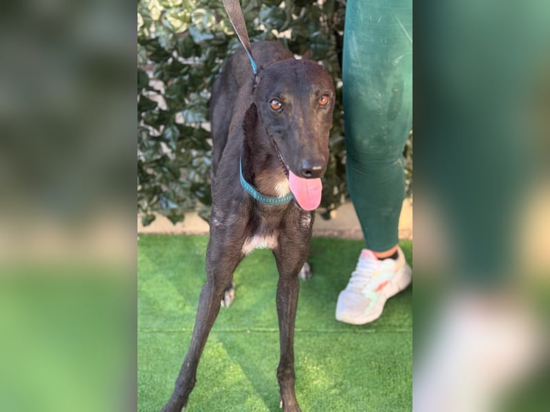 Atenea - hübsche, sanfte Galga / z.Zt. in Spanien