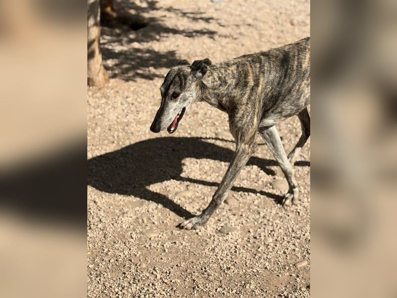 Faraón - lieber, sanfter Galgo sucht seine Chance