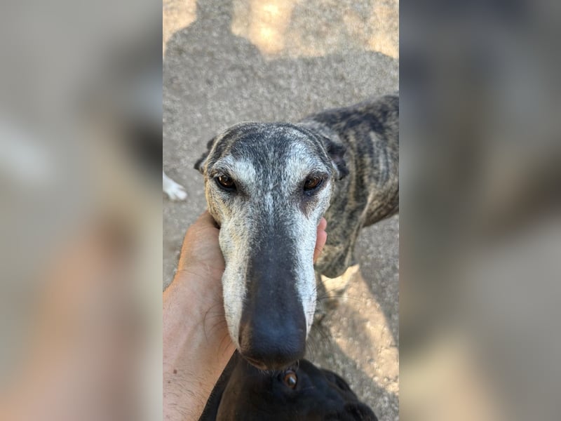 Faraón - lieber, sanfter Galgo sucht seine Chance