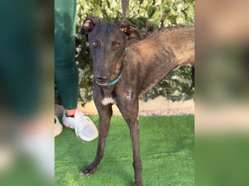Atenea - hübsche, sanfte Galga / z.Zt. in Spanien