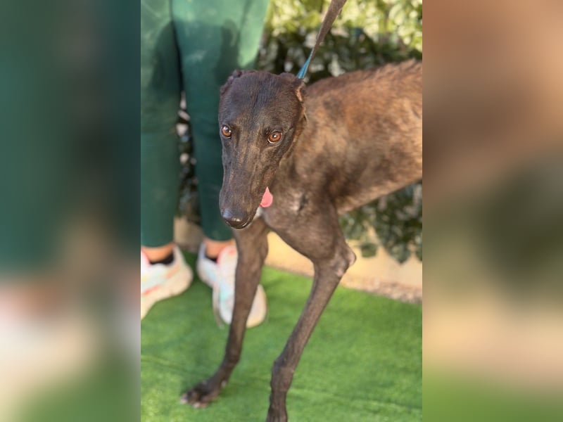 Atenea - hübsche, sanfte Galga / z.Zt. in Spanien