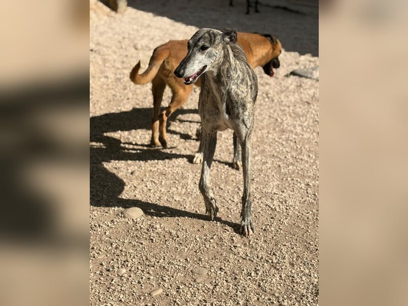 Faraón - lieber, sanfter Galgo sucht seine Chance