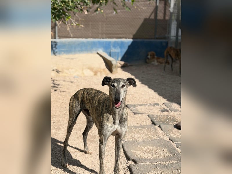 Faraón - lieber, sanfter Galgo sucht seine Chance