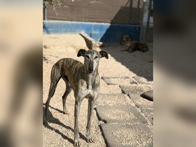 Faraón - lieber, sanfter Galgo sucht seine Chance