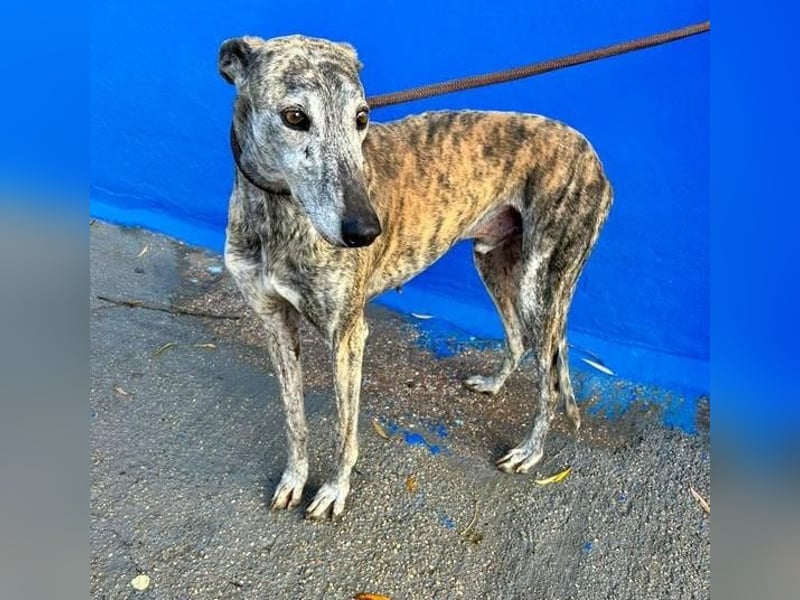 BONITO der feine Seelenhund