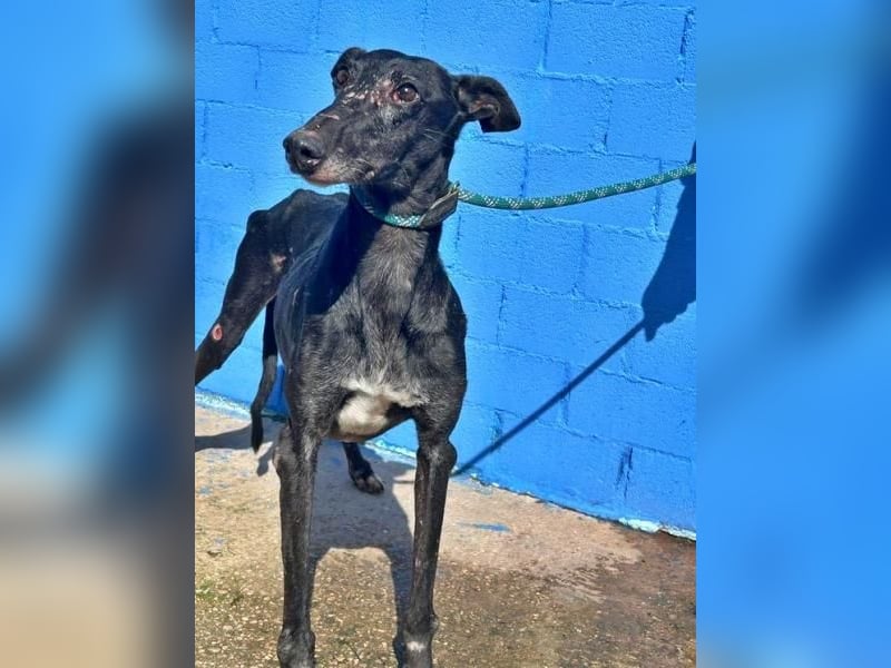 COULANT ein ruhiger Charakter