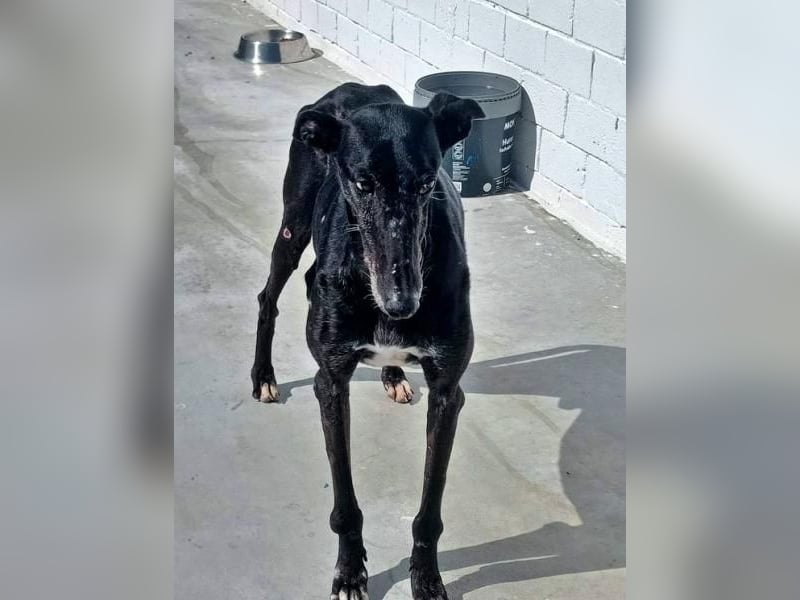 COULANT ein ruhiger Charakter