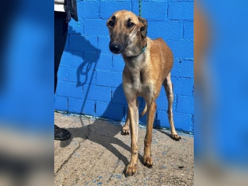 MARSHALL ein Sonnenschein