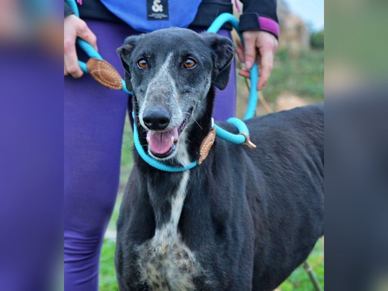 Tango, charmanter, liebesbedürftiger lustiger Galgo Mann