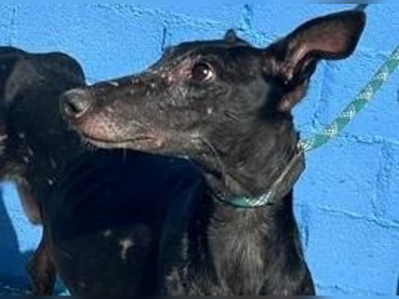 COULANT ein ruhiger Charakter