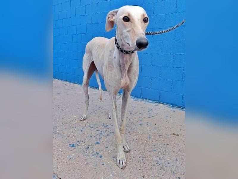 COCO der liebenswerte Rüde