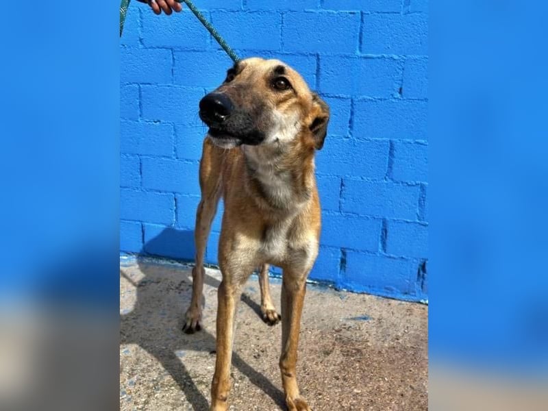 MARSHALL ein Sonnenschein