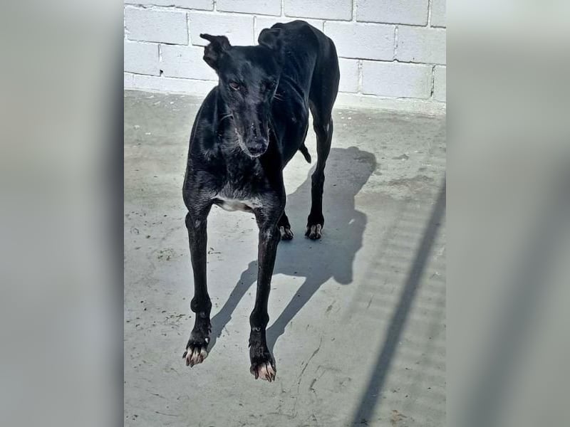 COULANT ein ruhiger Charakter