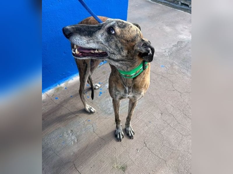 Wally, einfühlsamer verschmuster zugänglicher Galgo Mann