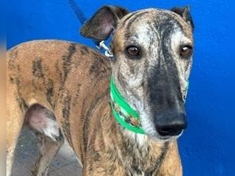 Wally, einfühlsamer verschmuster zugänglicher Galgo Mann