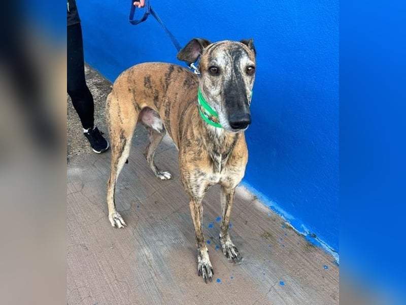 Wally, einfühlsamer verschmuster zugänglicher Galgo Mann