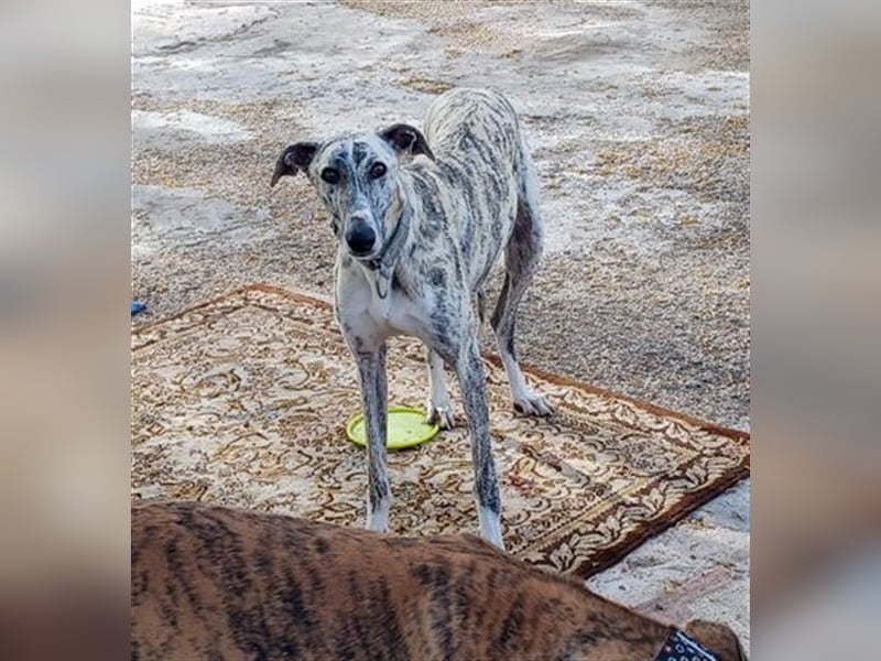 Baylis, charmant verschmust einfühlsam und liebevoll