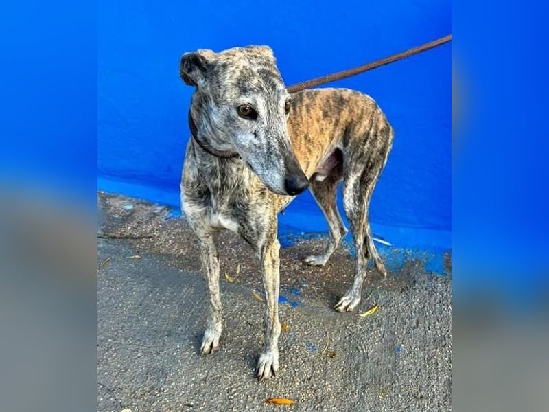 BONITO der feine Seelenhund