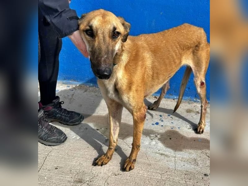 MARSHALL ein Sonnenschein