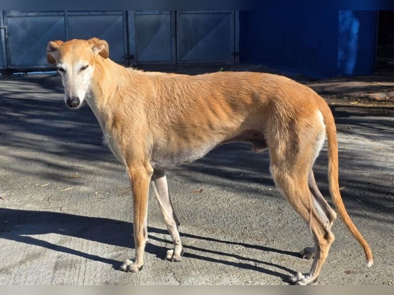 SAM der bezaubernde Galgomann