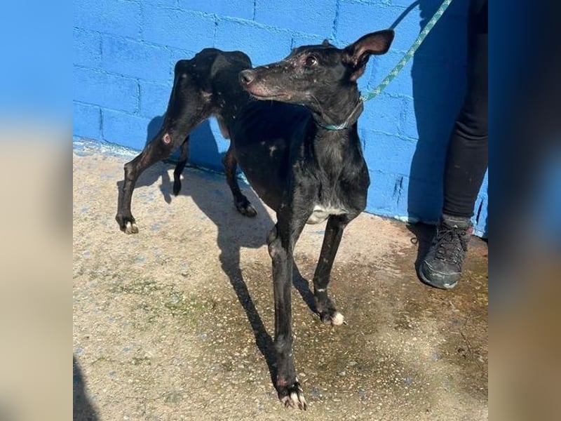 COULANT ein ruhiger Charakter