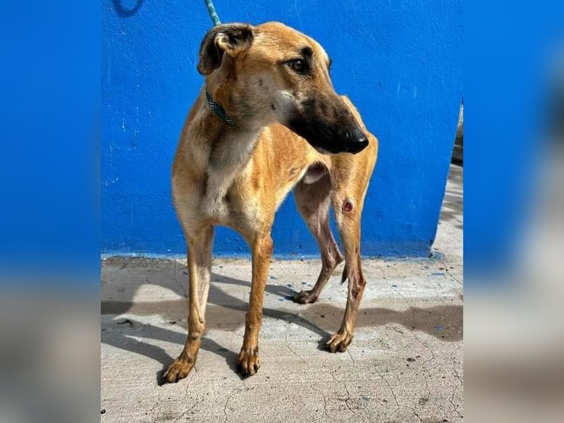 MARSHALL ein Sonnenschein