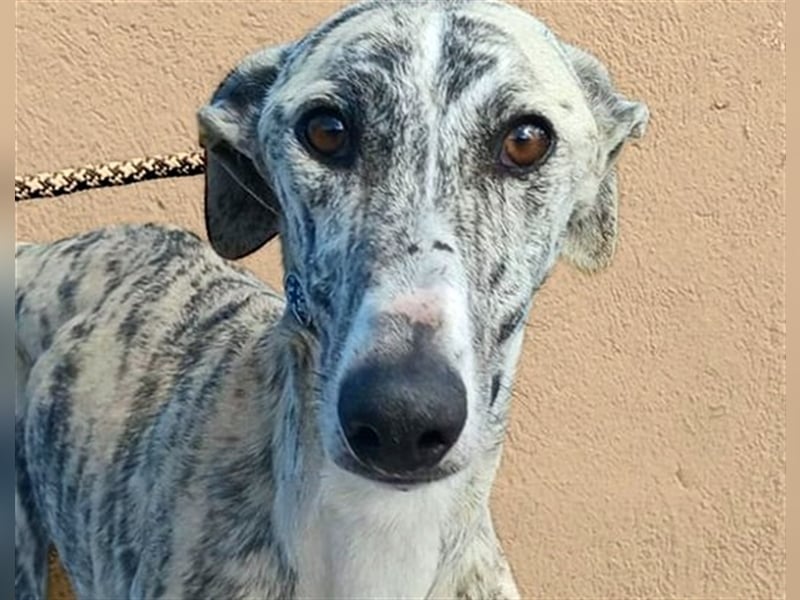 Baylis, charmant verschmust einfühlsam und liebevoll