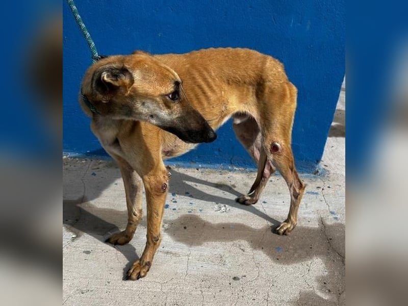 MARSHALL ein Sonnenschein