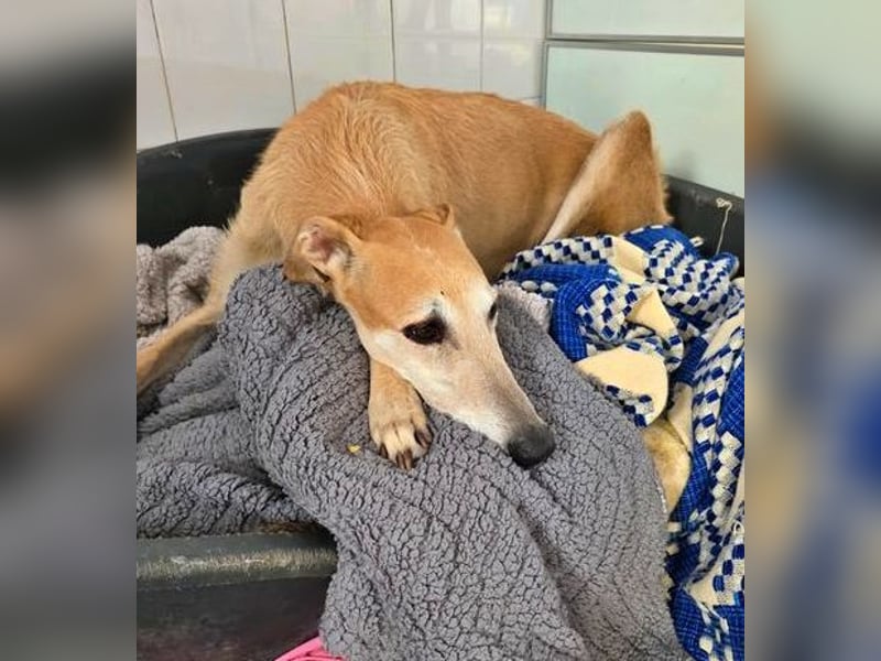 SAM der bezaubernde Galgomann