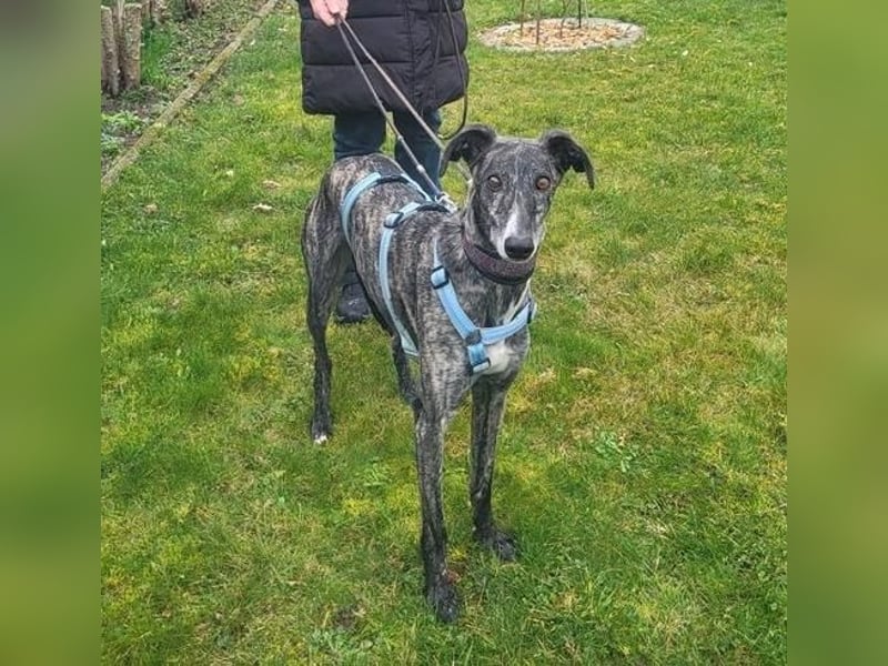 DANTE-in Rheinland-Pfalz!