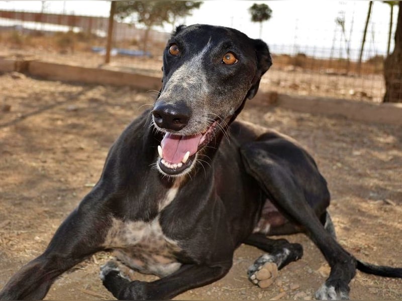 Tango, charmanter, liebesbedürftiger lustiger Galgo Mann