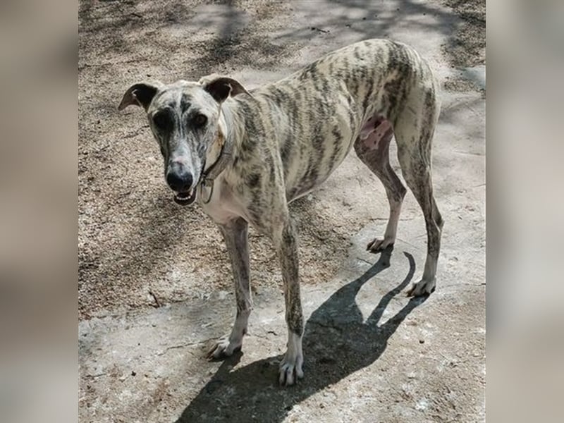 Baylis, charmant verschmust einfühlsam und liebevoll