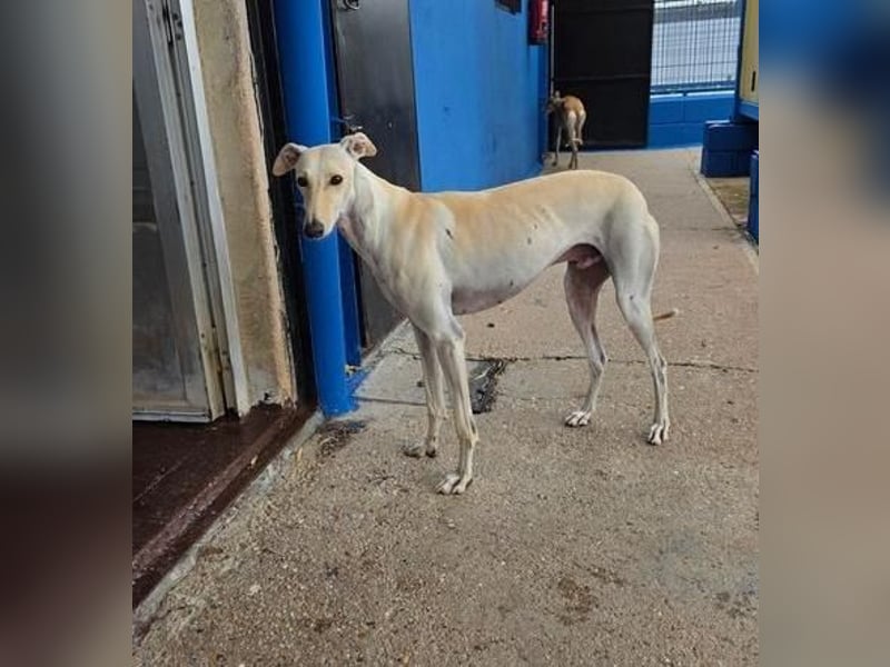 COCO der liebenswerte Rüde