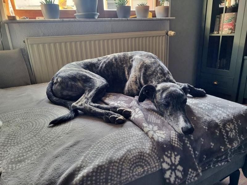 DANTE-in Rheinland-Pfalz!