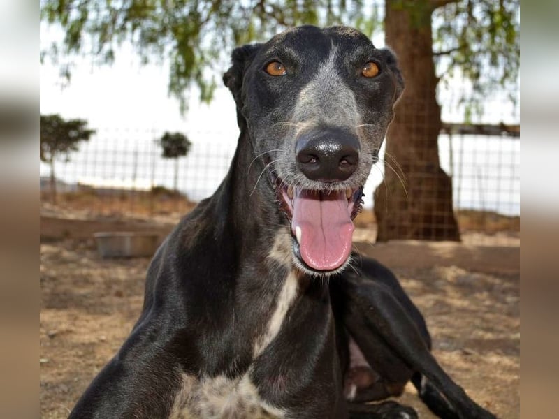 Tango, charmanter, liebesbedürftiger lustiger Galgo Mann