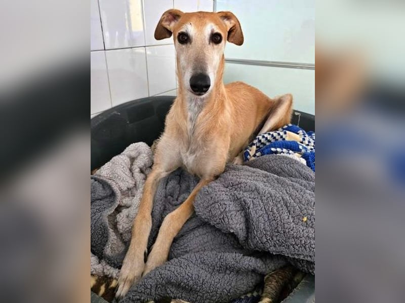 SAM der bezaubernde Galgomann