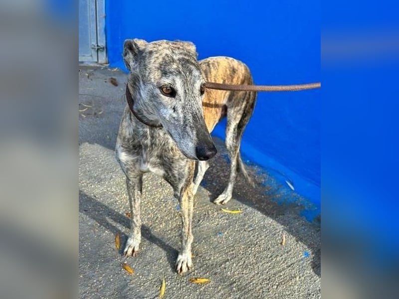 BONITO der feine Seelenhund