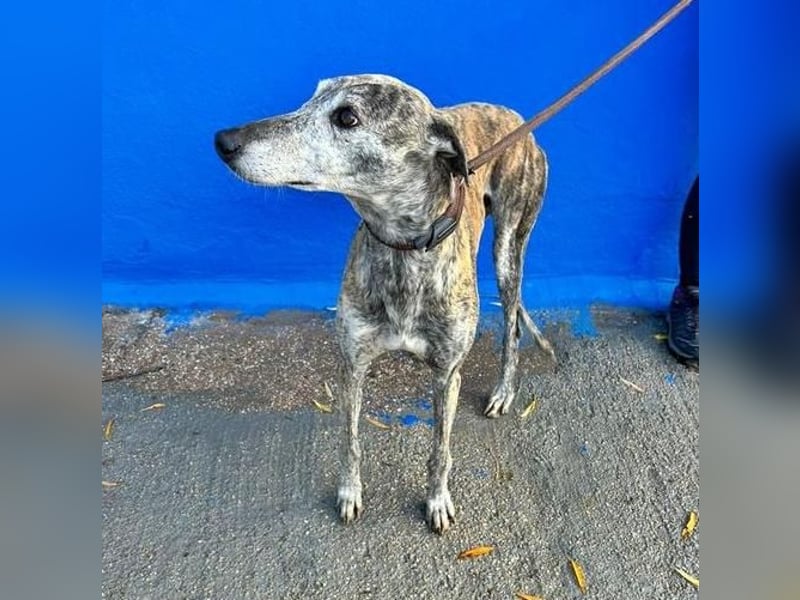 BONITO der feine Seelenhund