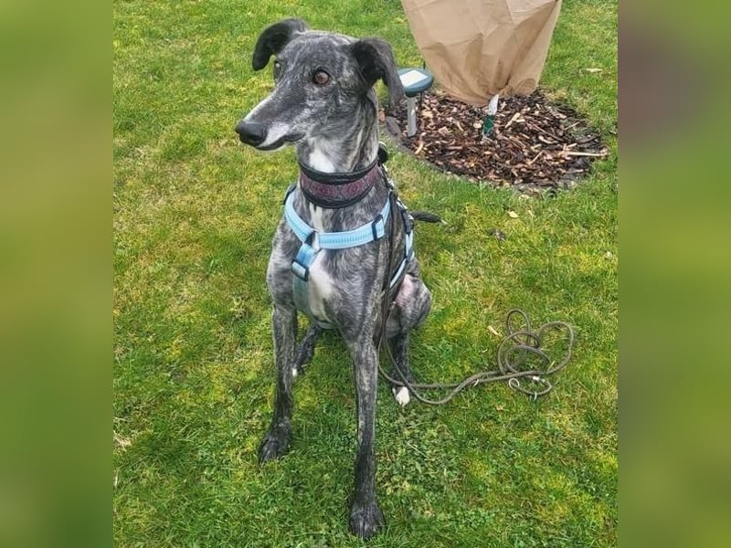 DANTE-in Rheinland-Pfalz!