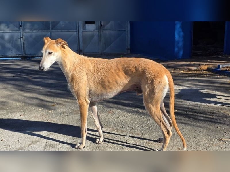 SAM der bezaubernde Galgomann