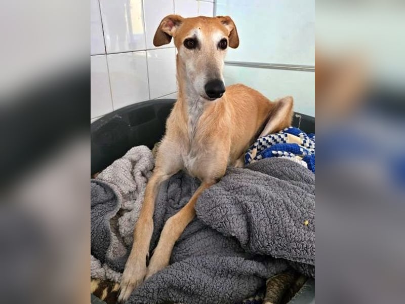 SAM der bezaubernde Galgomann