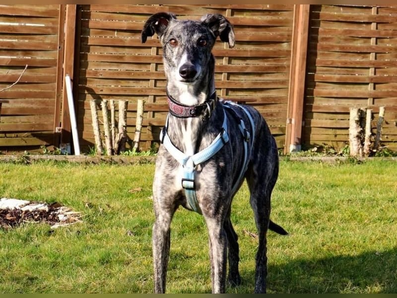 DANTE-in Rheinland-Pfalz!